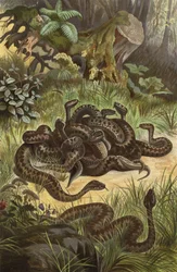 Adder